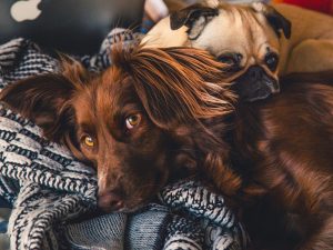 Qué cubre el seguro veterinario para mascotas